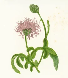 Greater Knapweed, Centaurea Scabiosa
